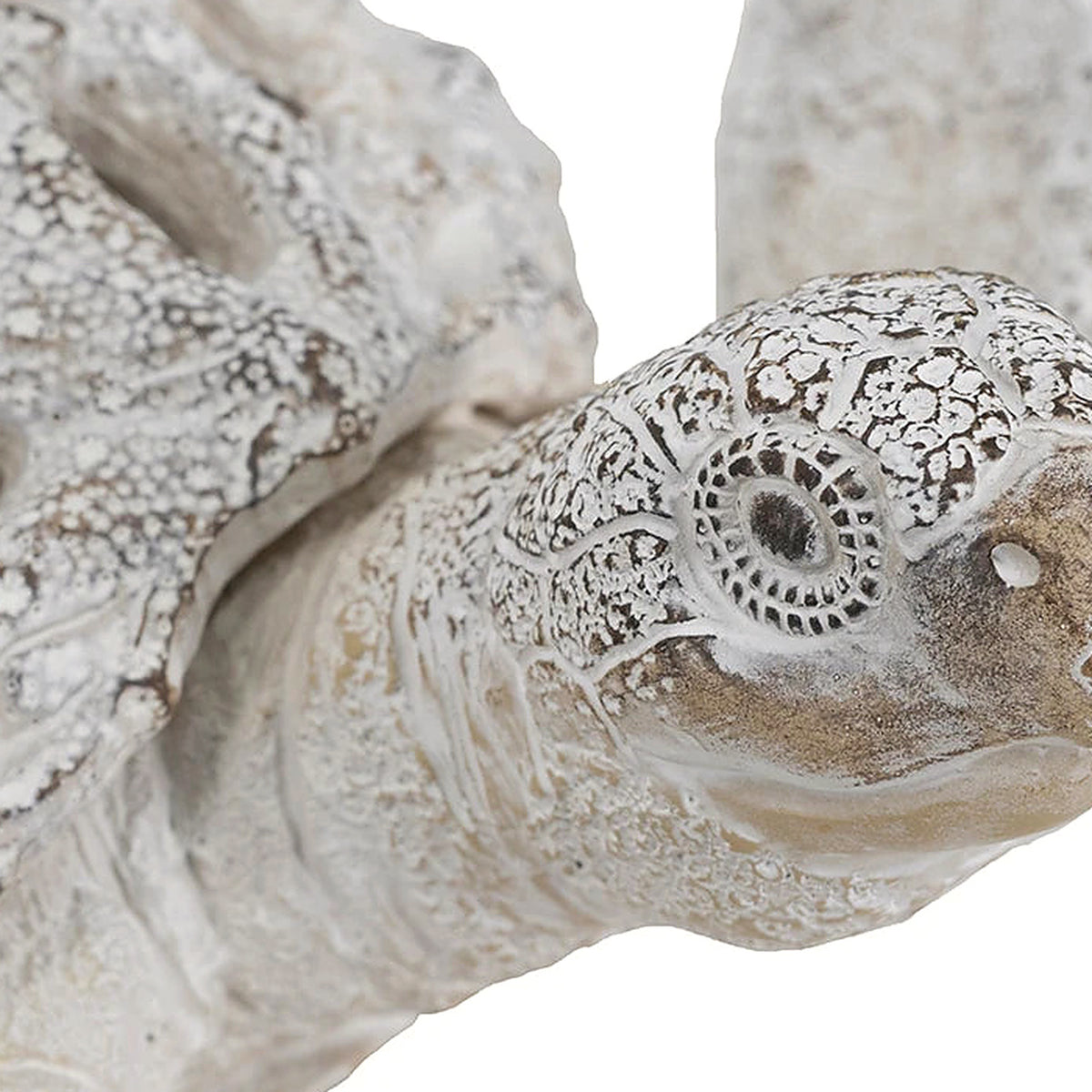 Close-up of the textured head and coral lattice near the eye
