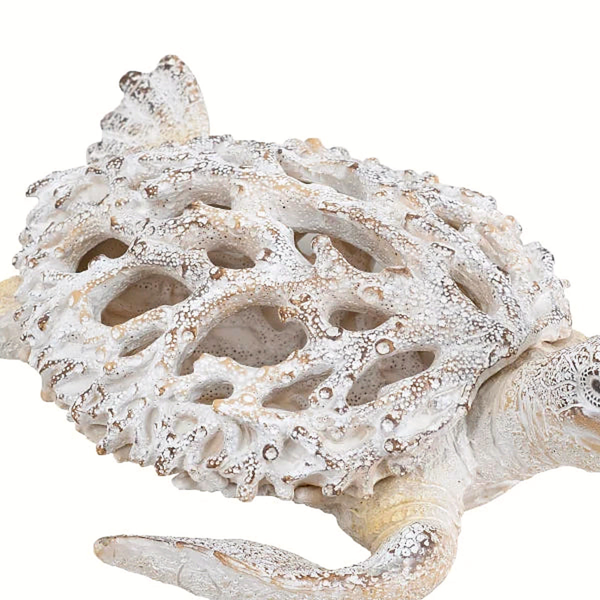 Close-up of the weathered white-and-tan coral texture on the shell